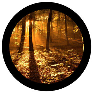 Goboservice - undergrowth-sunshine