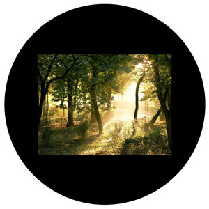 Goboservice - undergrowth-sunshine-1955
