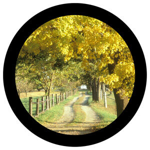 Goboservice - trees-autumn-campaign-trail