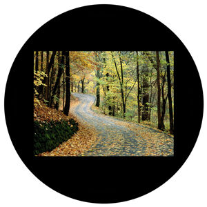 Goboservice - forest-trees-leaves-autumn