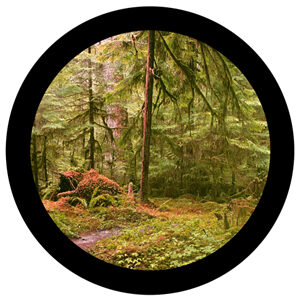Goboservice - trees-forest