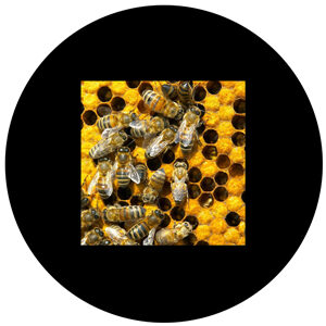 Goboservice - honey-bee-hive