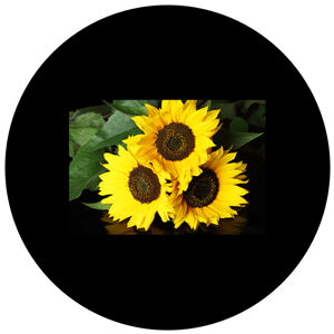 Goboservice - sunflowers-1968