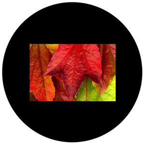 Goboservice - colorful-leaves