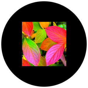 Goboservice - colorful-leaves-1970