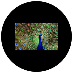 Goboservice - peacock