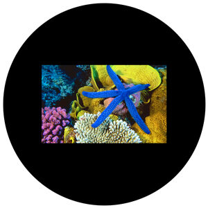 Goboservice - seabed-coral-starfish