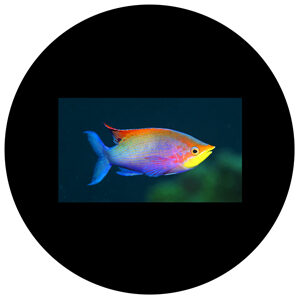 Goboservice - coloured-minnow