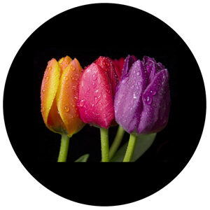 Goboservice - tulips-dew