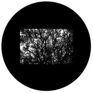 Goboservice - trees-woods-forest-9927