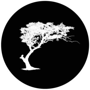 Goboservice - trees-woods-forest-9909